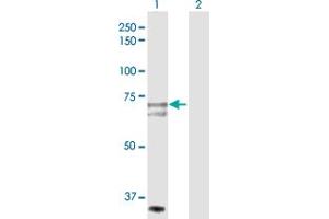 Western Blot analysis of SLC27A1 expression in transfected 293T cell line by SLC27A1 MaxPab polyclonal antibody. (SLC27A1 anticorps  (AA 1-646))