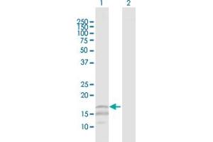 Western Blot analysis of CD247 expression in transfected 293T cell line by CD247 MaxPab polyclonal antibody. (CD247 anticorps  (AA 1-164))