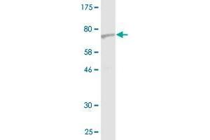 Western Blot detection against Immunogen (75. (Septin 10 anticorps  (AA 1-454))