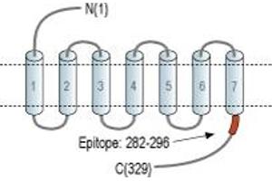 anti-G Protein-Coupled Bile Acid Receptor 1 (GPBAR1) (AA 282-296), (C-Term), (Intracellular) antibody