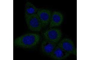 Immunofluorescent staining of A-431 cells with DICER1 monoclonal antibody, clone CL0378  (Green) shows specific staining in the cytosol. (DICER1 anticorps)