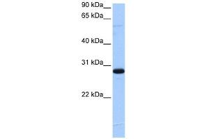 WB Suggested Anti-C1orf83 Antibody Titration:  0.