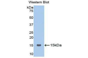 Western Blotting (WB) image for anti-Gonadotropin-Releasing Hormone 1 (Luteinizing-Releasing Hormone) (GNRH1) (AA 24-92) antibody (ABIN1173767) (GNRH1 anticorps  (AA 24-92))