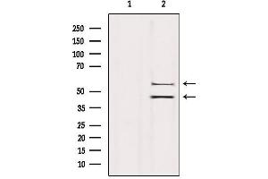 Western blot analysis of extracts from Hybridoma cells, using JNK1/2/3 Antibody.