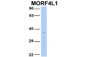 Host:  Rabbit  Target Name:  MORF4L1  Sample Type:  Human Fetal Brain  Antibody Dilution:  1. (MORF4L1 anticorps  (N-Term))