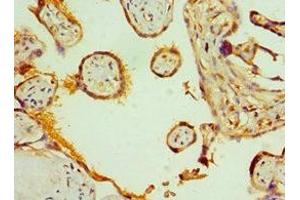 Immunohistochemistry of paraffin-embedded human placenta tissue using ABIN7170006 at dilution of 1:100