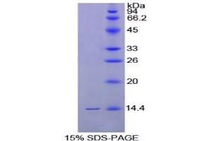 SDS-PAGE analysis of Chicken GnRH Protein. (GNRH1 Protéine)