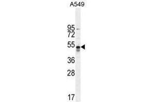 hTNFR-pS274 western blot analysis in A549 cell line lysates (35 µg/lane). (TNFRSF1A anticorps  (AA 259-288))