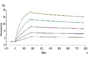 Human IL-17RB, His Tag immobilized on CM5 Chip can bind Human IL-25/IL-17E, His Tag with an affinity constant of 0. (IL-25 Protein (AA 33-177) (His tag))