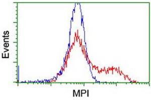 Image no. 7 for anti-Mannose Phosphate Isomerase (MPI) antibody (ABIN1499543)
