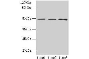 Western blot All lanes: PSG6 antibody at 6 μg/mL Lane 1: HepG2 whole cell lysate Lane 2: 293T whole cell lysate Lane 3: MCF-7 whole cell lysate Secondary Goat polyclonal to rabbit IgG at 1/10000 dilution Predicted band size: 49, 48 kDa Observed band size: 49 kDa (PSG6 anticorps  (AA 35-300))