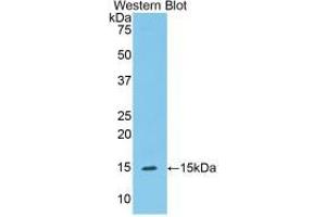 Western blot analysis of recombinant Mouse C1INH. (SERPING1 anticorps  (AA 211-331))