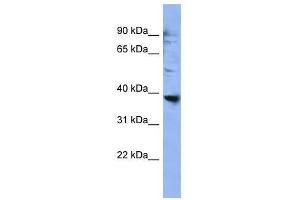 OR2L3 antibody used at 0. (OR2L3 anticorps  (C-Term))