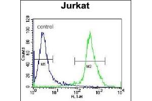 ZN Antibody (N-term) (ABIN655428 and ABIN2844965) flow cytometric analysis of Jurkat cells (right histogram) compared to a negative control cell (left histogram). (ZNF841 anticorps  (N-Term))