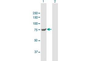 Western Blot analysis of TGM7 expression in transfected 293T cell line by TGM7 MaxPab polyclonal antibody.