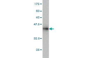 Western Blot detection against Immunogen (36.