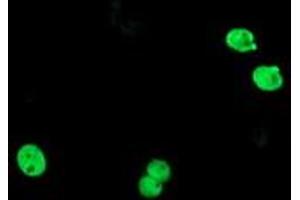 Image no. 15 for anti-Transducin-Like Enhancer of Split 1 (E(sp1) Homolog, Drosophila) (TLE1) (AA 180-460) antibody (ABIN1491050)