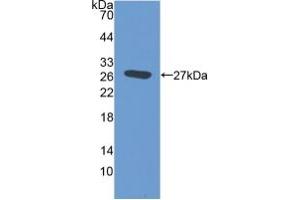 Figure. (EMILIN2 anticorps  (AA 853-1074))
