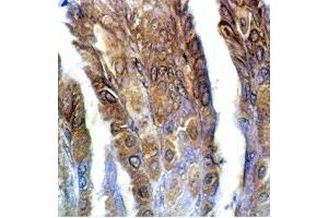 Rat stomach tissue was stained by anti-IMDS/AM-2(8-47) (Human) Serum at 1:100