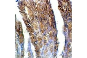 Rat stomach tissue was stained by anti-IMDS/AM-2(8-47) (Human) Serum at 1:100 (Adrenomedullin 2 anticorps  (AA 8-47))