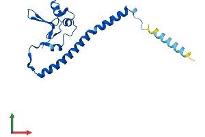 AlphaFold protein structure predicition of Human Recombinant RSL24D1 Protein, UniprotID Q9UHA3