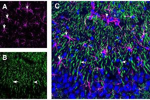 Expression of GFAP and 5HT1B Receptor in rat hippocampus CA3 region. (GFAP anticorps  (Intracellular) (Atto 647N))