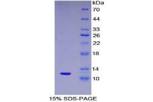 SDS-PAGE analysis of Human MIP5 Protein. (CCL15 Protéine)