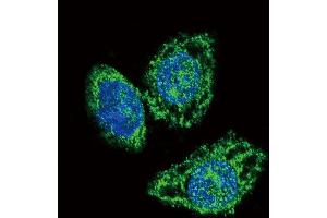 Confocal immunofluorescent analysis of DUSP6 Antibody (Center) (ABIN392864 and ABIN2842279) with Hela cell followed by Alexa Fluor 488-conjugated goat anti-rabbit lgG (green).