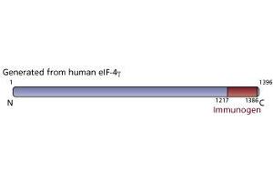 Image no. 2 for anti-eIF-4gamma (AA 1217-1386) antibody (ABIN968023)