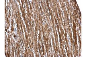 IHC-P Image ETFA antibody detects ETFA protein at mitochondria on mouse liver by immunohistochemical analysis. (ETFA anticorps  (Center))