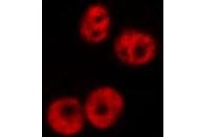 ABIN6269383 staining NIH-3T3 by IF/ICC.