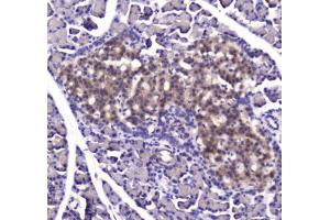 IHC testing of FFPE rat pancreas tissue with IDE antibody at 1ug/ml. (IDE anticorps)