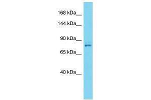 Host: Rabbit  Target Name: Vps35  Sample Tissue: Mouse Lung lysates  Antibody Dilution: 1. (VPS35 anticorps  (C-Term))