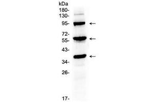 Western blot testing of mouse liver tissue lysate with Thrombopoietin antibody at 0. (Thrombopoietin anticorps)