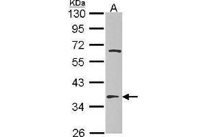 WB Image Sample (30 ug of whole cell lysate) A: Hep G2 , 10% SDS PAGE EF-TsMt antibody antibody diluted at 1:1000 (TSFM anticorps)