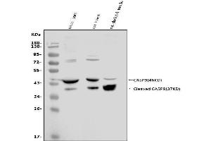 Western blot analysis of Caspase-9 p35/Casp9 using anti-Caspase-9 p35/Casp9 antibody (ABIN7601182).