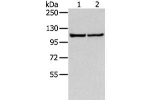 Western blot analysis of 231 and hela cell using WWP1 Polyclonal Antibody at dilution of 1:300 (WWP1 anticorps)