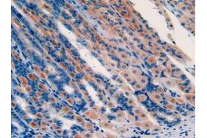 IHC-P analysis of Mouse Stomach Tissue, with DAB staining. (GHRH anticorps  (AA 20-97))