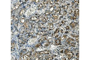 IHC analysis of Thioredoxin 2/TXN2 using anti-Thioredoxin 2/TXN2 antibody (ABIN7602148). (TXN2 anticorps  (AA 60-166))