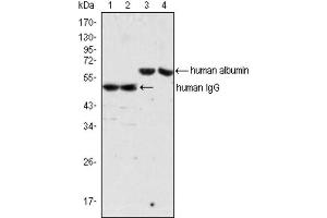 Western blot analysis using IgG antibody (lane 1, 2) and Albumin antibody (lane 3, 4) against human serum (lane 1, 3) and plasma (lane 2, 4). (Souris anti-Humain IgG Anticorps)