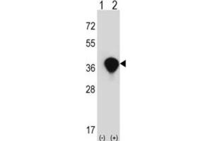 Western Blotting (WB) image for anti-Transaldolase 1 (TALDO1) antibody (ABIN3002744) (TALDO1 anticorps)
