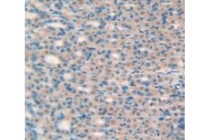 IHC-P analysis of Rat Tissue, with DAB staining. (ITLN1/Omentin anticorps  (AA 101-292))