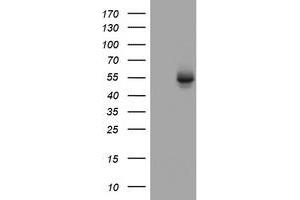 Image no. 3 for anti-3-Oxoacyl-ACP Synthase, Mitochondrial (OXSM) (AA 78-343) antibody (ABIN1491675)