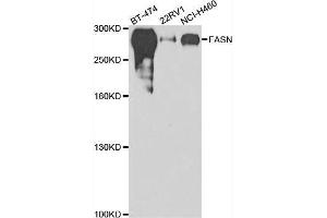Western blot analysis of extracts of various cell lines, using FASN antibody. (Fatty Acid Synthase anticorps  (AA 2212-2511))