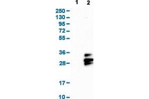 Western Blot analysis with TSPAN9 polyclonal antibody . (Tetraspanin 9 anticorps  (AA 123-200))