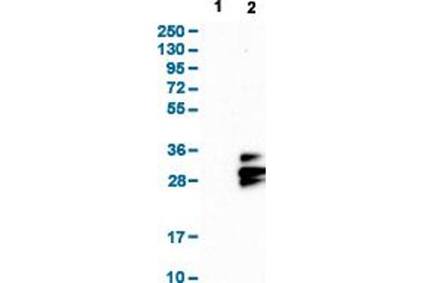 Tetraspanin 9 Antikörper  (AA 123-200)