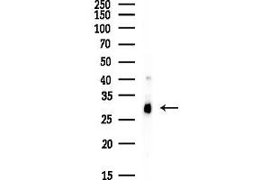 Western blot analysis of lysates from HepG2 cells(starvation, 24h treatment), using APO Antibody at 1/1000 dilution.