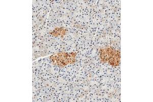 Immunohistochemical analysis of paraffin-embedded Human pancreas tissue using (ABIN389272 and ABIN2839405) performed on the Leica® BOND RXm. (ENO2/NSE anticorps  (AA 6-32))