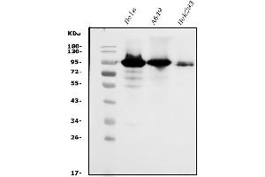 Western blot analysis of NR3C1 using anti-NR3C1 antibody (ABIN3043453).