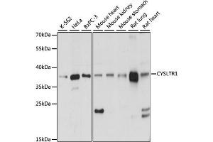 Western blot analysis of extracts of various cell lines, using CYSLTR1 antibody (ABIN6291346) at 1:1000 dilution.
